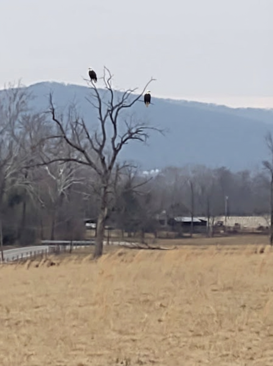 Two eagles scoping prey from the tree on our road.